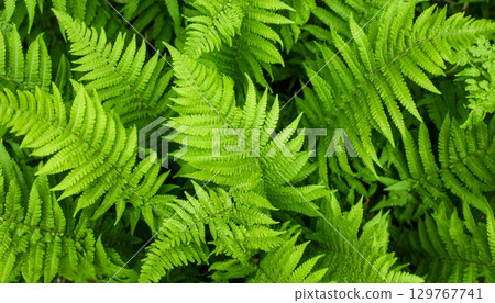 Vibrant green fern fronds with a delicate pattern of fresh foliage, perfect for a nature-inspired background Vibrant green fern fronds with a delicate pattern of fresh foliage, perfect for a nature-inspired background 129767741