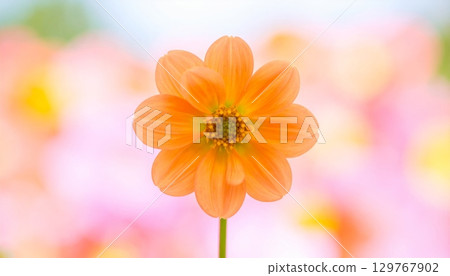 A stunning closeup of beautiful yellow and red chrysanthemum blossoms blooming in a garden A stunning closeup of beautiful yellow and red chrysanthemum blossoms blooming in a garden 129767902