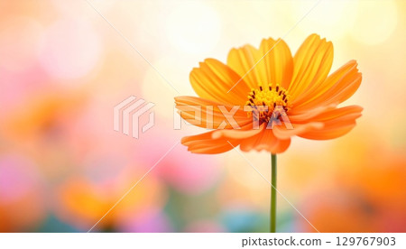 A stunning closeup of beautiful yellow and red chrysanthemum blossoms blooming in a garden 129767903