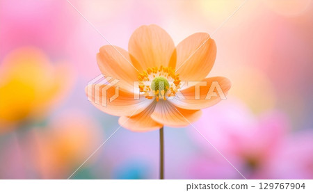 A stunning closeup of beautiful yellow and red chrysanthemum blossoms blooming in a garden 129767904