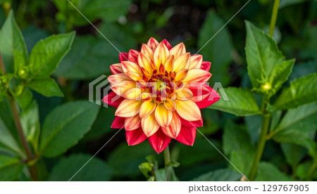 A vibrant bee, covered in pollen, visits a pink daisy blossom in a summer garden 129767905