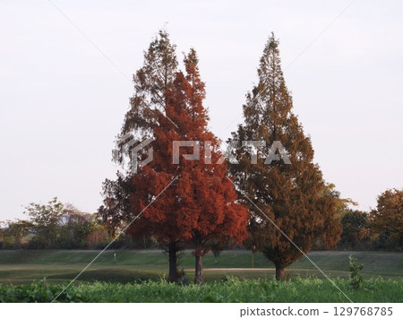 Autumnal metasequoia trees on the banks of the Arakawa River Autumnal metasequoia trees on the banks of the Arakawa River 129768785