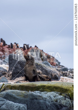 Fur seal on a rock Fur seal on a rock 129768963