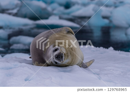 Crabeater Seal resting on a sheet of ice 129768965