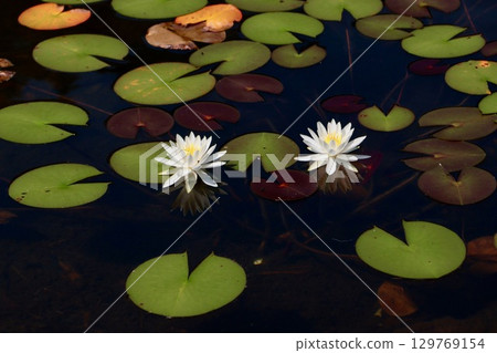睡蓮 129769154