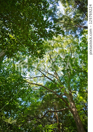 Green trees looking up in the forest 129769224