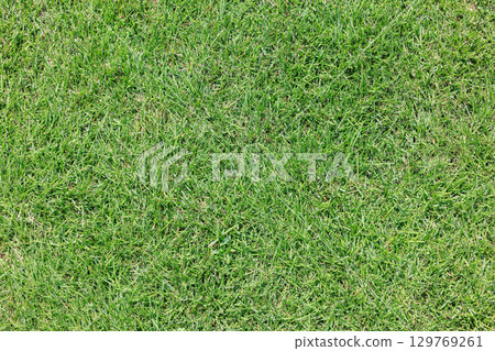 草坪紋理 129769261