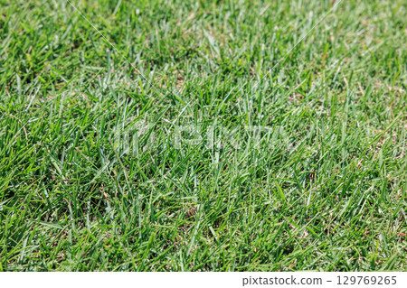 Lawn texture 129769265