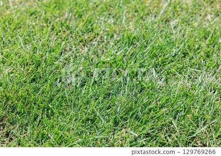 Lawn texture 129769266