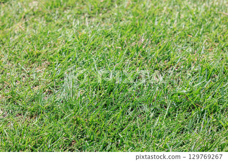 Lawn texture 129769267