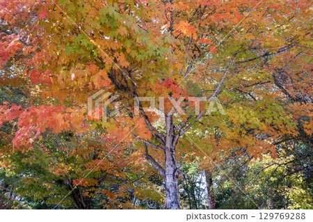 Beautiful autumn landscape in Tennessee mountain forest Beautiful autumn landscape in Tennessee mountain forest 129769288