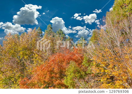 Canopies of yellow forest trees in autumn season. Colorful fall vegetation 129769306