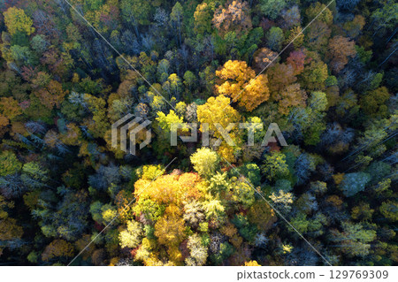 Aerial view of lush forest with colorful canopies in autumn woods on sunny day. Landscape of autumnal wild nature Aerial view of lush forest with colorful canopies in autumn woods on sunny day. Landscape of autumnal wild nature 129769309
