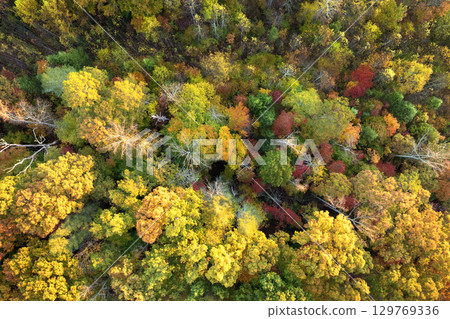 Colorful lush forest in autumn season. Tree canopies in fall woods. Landscape of autumnal wild nature Colorful lush forest in autumn season. Tree canopies in fall woods. Landscape of autumnal wild nature 129769336