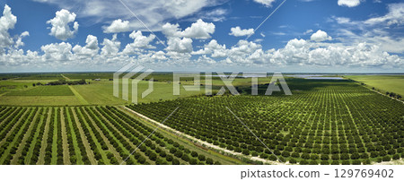 Aerial view of Florida farmlands with rows of orange grove trees growing on a sunny day 129769402