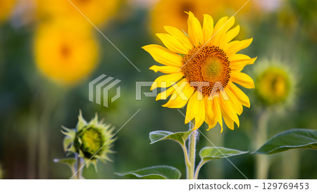 Close up of yellow sunflower in green summer field. 129769453
