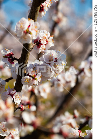 Close-up of blossoming of apricots in the fields and meadows 129769758