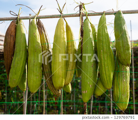 Sponge Gourd (Luffa aegyptiaca) is dried on the fence 129769791