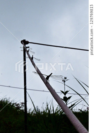 白馬五龍高山植物園的蜻蜓 白馬五龍高山植物園的蜻蜓 129769815