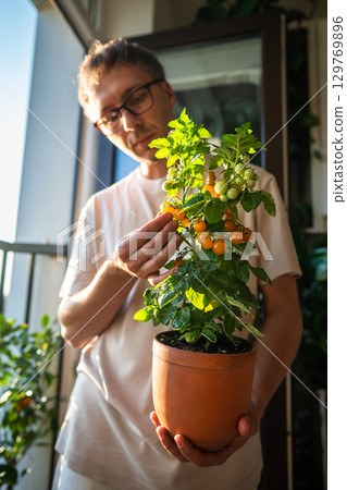 Man examining tomato pot indoors, cherry vegetable plant grow at home at balcony. Gardening harvest 129769896