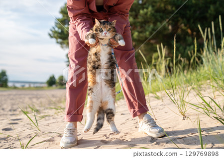 Grumpy reluctant cat dangles in owner arms, refusing to walk on sandy beach outdoors. First pet out 129769898