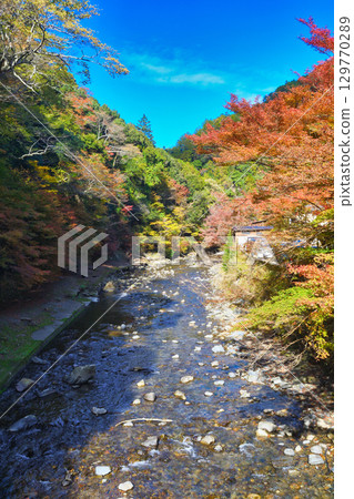 Beautiful autumn leaves and the Kiyotaki River in Takao, Mio, Kyoto (Ukyo Ward, Kyoto City, Kyoto Prefecture) 129770289