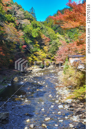 Beautiful autumn leaves and the Kiyotaki River in Takao, Mio, Kyoto (Ukyo Ward, Kyoto City, Kyoto Prefecture) 129770316