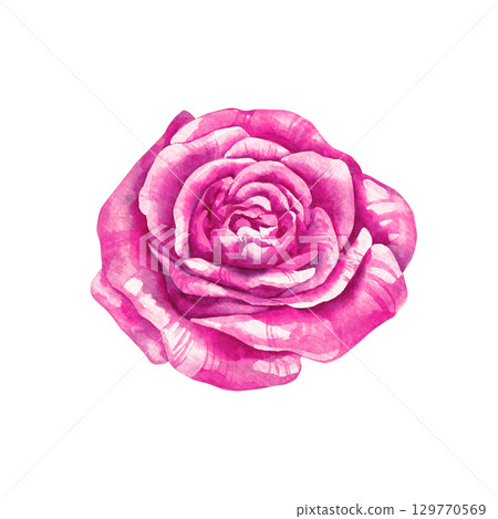 Watercolor pink rose flower isolated on white 129770569
