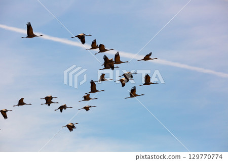 Migration of flock of cranes in the sky Migration of flock of cranes in the sky 129770774