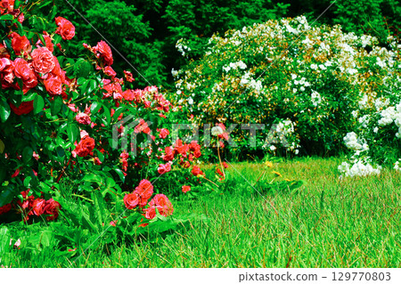 Roses of red and white 129770803