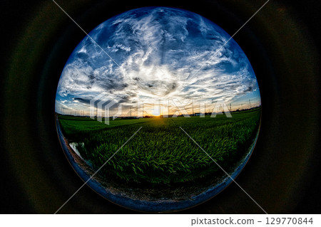 稻穗和天空的全景 稻穗和天空的全景 129770844