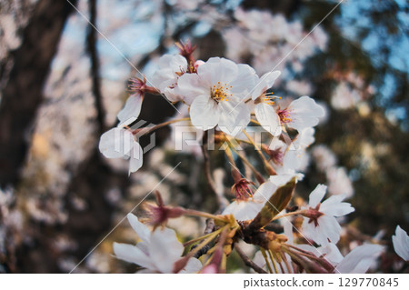 盛開在樹幹的櫻花 129770845