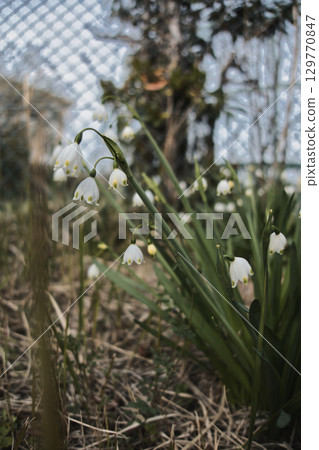 開花在春天庭院裡的雪花白花 開花在春天庭院裡的雪花白花 129770847