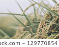 結果的水稻穗 129770854