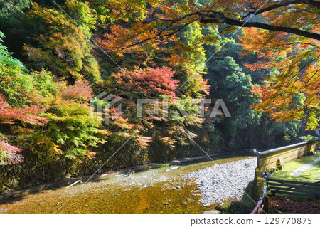 京都府三尾市高尾町美麗的紅葉與清瀧川(京都府京都市右京區) 京都府三尾市高尾町美麗的紅葉與清瀧川(京都府京都市右京區) 129770875