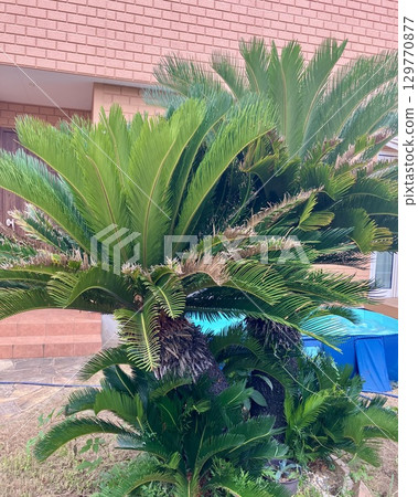 Scenery with cycads Scenery with cycads 129770877