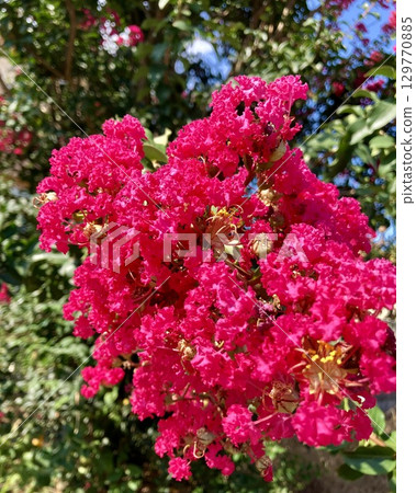 Red pink flowers 129770885