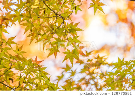 Autumn leaves of National Musashi Hills Forest Park 129770891