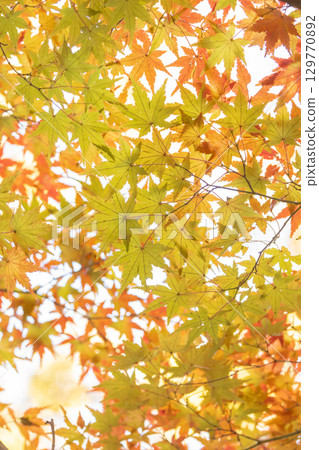 Autumn leaves of National Musashi Hills Forest Park 129770892