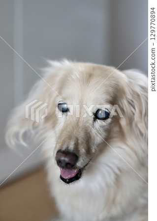 一隻因白內障而失明的迷你臘腸犬——一隻患有眼疾的狗 一隻因白內障而失明的迷你臘腸犬——一隻患有眼疾的狗 129770894