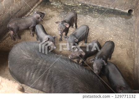 母豬和子豬正在午睡 129771132