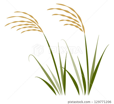 2株日本蒲葦 129771206