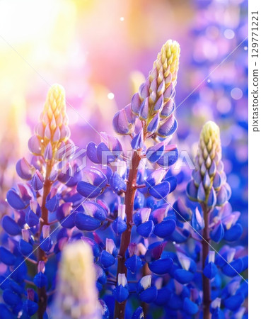 《AI圖像》夢幻般的羽扇豆花田 129771221