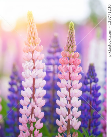《AI Image》Fantastic lupine flower field 129771230