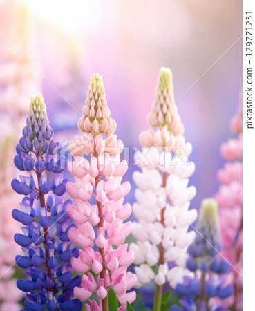 《AI Image》Fantastic lupine flower field 129771231