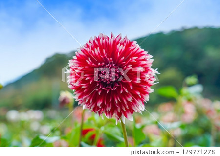 大麗花盛開,在藍天映襯下呈現紅色漸變 大麗花盛開,在藍天映襯下呈現紅色漸變 129771278