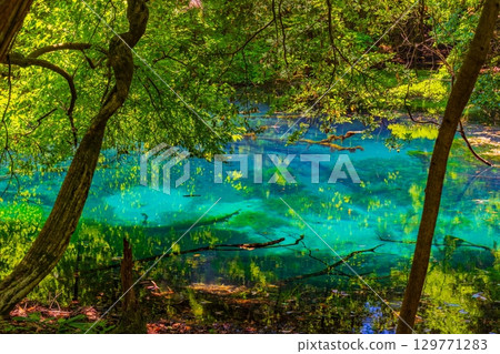 Fish swimming in a mysterious emerald green pond Fish swimming in a mysterious emerald green pond 129771283
