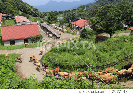 Kozu Farm (famous for its long queue of Jersey cows) Kozu Farm (famous for its long queue of Jersey cows) 129771481
