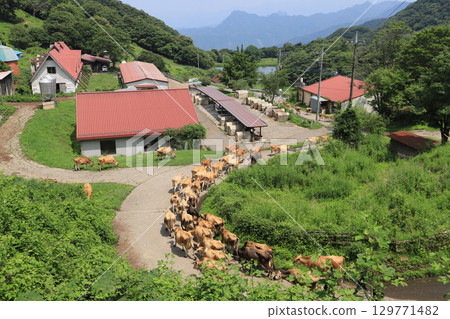 Kozu 農場（以長隊的澤西牛而聞名） 129771482