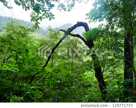 Kamikochi forest scenery, a tourist attraction on a rainy summer day Kamikochi forest scenery, a tourist attraction on a rainy summer day 129771733